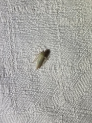 Cofana spectra