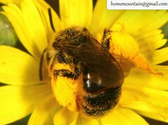 Andrena knuthiformis