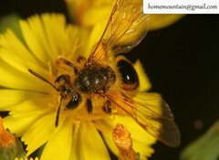 Andrena knuthiformis