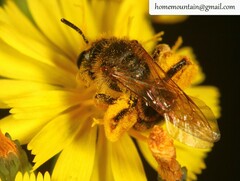 Andrena knuthiformis