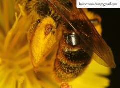 Andrena knuthiformis