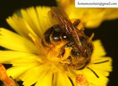 Andrena knuthiformis