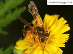 Andrena knuthiformis