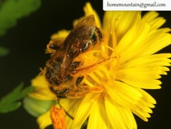 Andrena knuthiformis