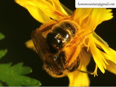 Andrena knuthiformis