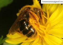 Andrena knuthiformis