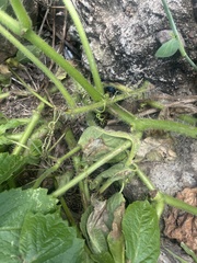 Cyphostemma barbosae