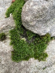 Ptychomitrium crispatum