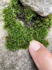 Ptychomitrium crispatum