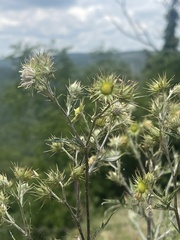 Berkheya bipinnatifida echinopsoides