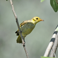 Ptilotula flavescens