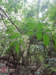 Guarea macrophylla