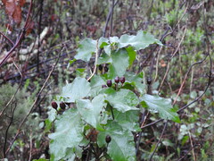 Cistus populifolius