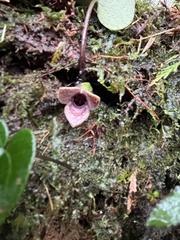 Asarum taipingshanianum
