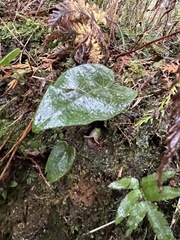 Asarum taipingshanianum