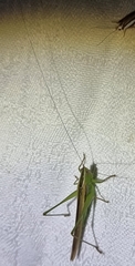 Conocephalus semivittatus