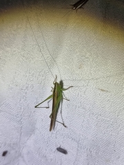 Conocephalus semivittatus