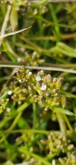 Thesium frisea frisea