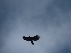 Spizaetus tyrannus