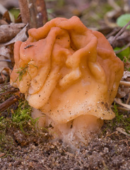 Gyromitra korfii