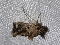 Chrysodeixis argentifera