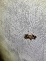 Chrysodeixis argentifera