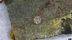 Amaurodon