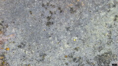 Amaurodon