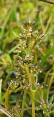 Thesium frisea frisea