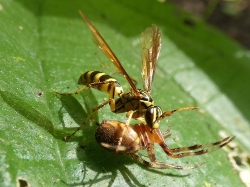Poecilopompilus mixtus