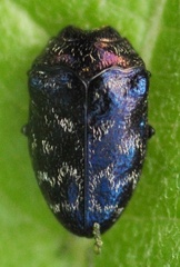Trachys minutus