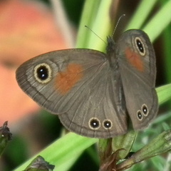 Cassionympha cassius