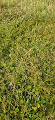 Thesium frisea frisea