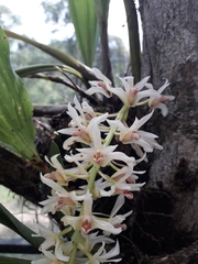 Xylobium elongatum