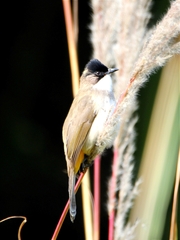 Pycnonotus xanthorrhous