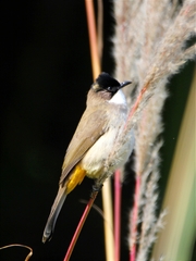 Pycnonotus xanthorrhous