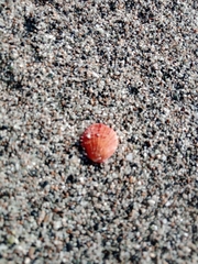 Spondylus gaederopus