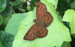 Pseudocoladenia dan dhyana