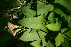 Hasteola suaveolens