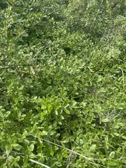 Anastrabe integerrima