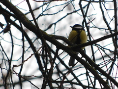 Parus major