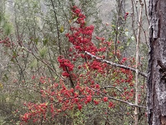 Pyracantha koidzumii