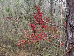 Pyracantha koidzumii
