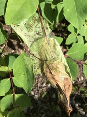 Saucrobotys futilalis