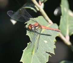 Sympetrum orientale