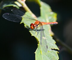 Sympetrum orientale