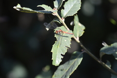 Sympetrum orientale
