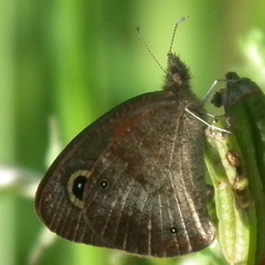 Cassionympha cassius