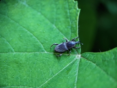 Cosmopolites sordidus