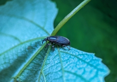 Cosmopolites sordidus